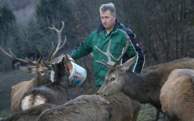 Muhamed Kahrimanović u Sanici uzgaja alpske jelene: Pokušaj da se ljubav pretvori u biznis